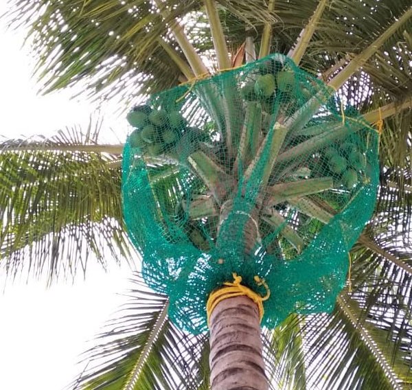 Coconut Tree Safety Nets